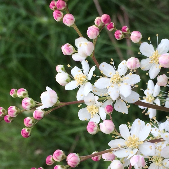 wildapplelane